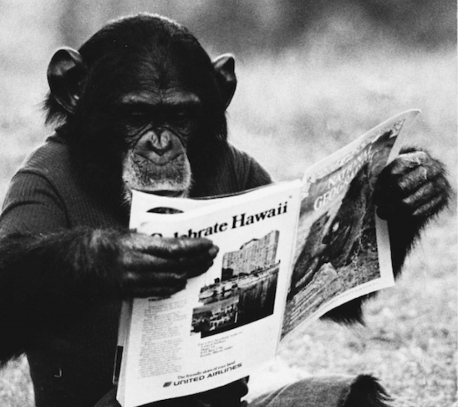 Шимпанзе преподаёт
