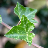 ivy
