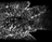 Electrical cues guide wound healing in zebrafish epidermis