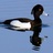 Tufted Duck Annotation