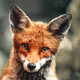 Silent Fox's avatar