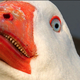 Goose's avatar