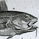 Codefish's avatar