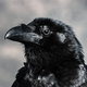 Huginn Raven's avatar